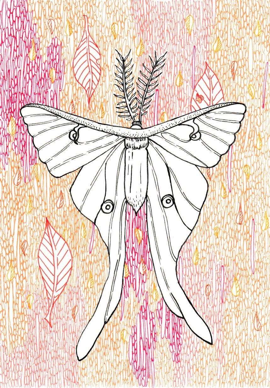 Dibujo que inspiro el microrrelato de "La metamorfosis". La figura principal es una polilla y a diferencia de los personajes que aparecen en la colección de "Los sueños de Gaia" el personaje no tiene tramas ni estampados en su cuerpo, mostrando una imagen más pura y vacía, recordando a una ilutación científica.